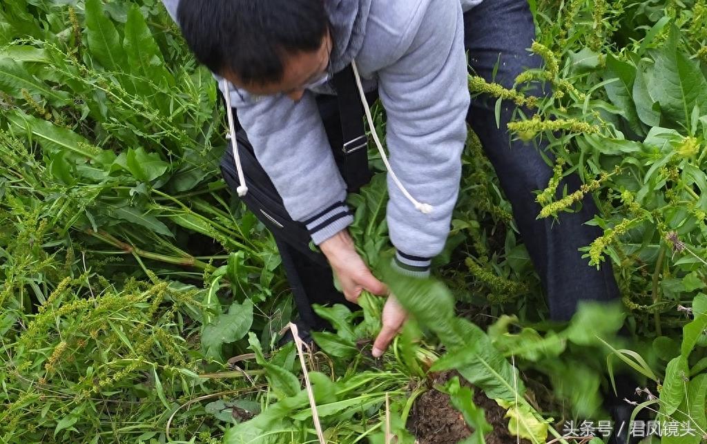 绿色野生中草药土大黄疯长 清热解毒祛瘀通便又杀虫